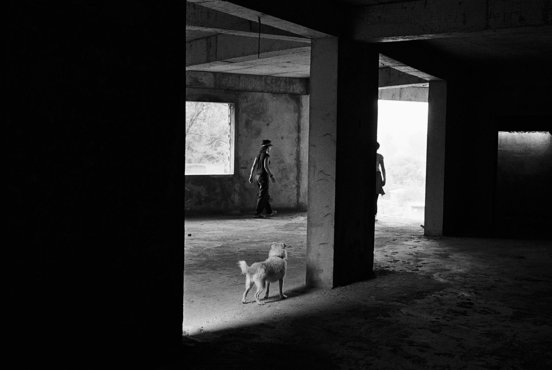 A dog crossing a dark concrete underpass